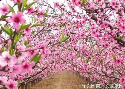 《桃花运》好看吗？经典影评锦集
