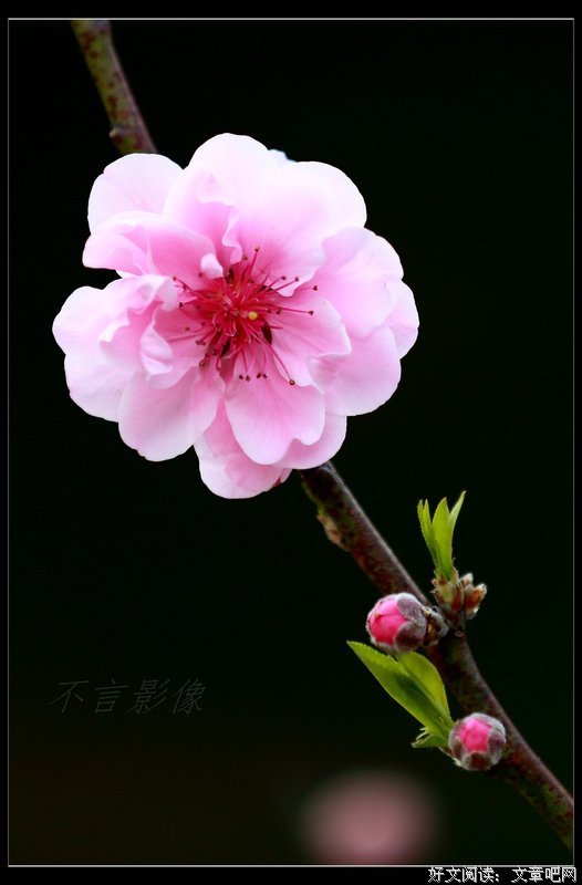 关于春暖花开的座右铭