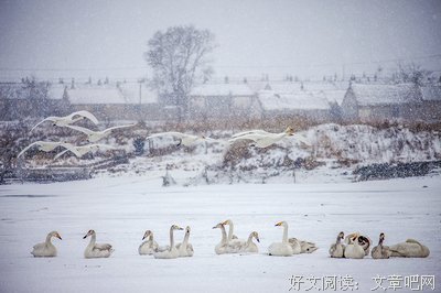 天使望故乡的读后感大全