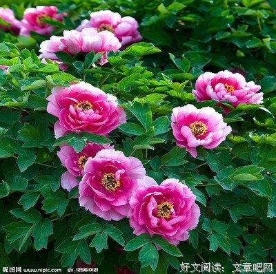 《牡丹》影评100字