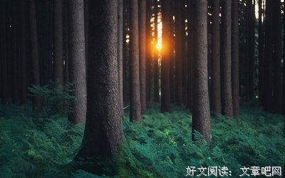 只之作些美美的句子