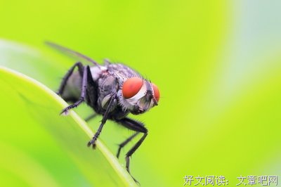 杂锦的句子