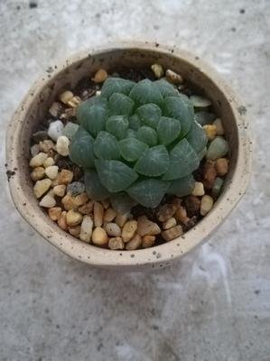 《姬玉露》的句子