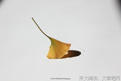 一叶知秋句子