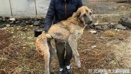 关于我不是故意下我西就悲伤的句子