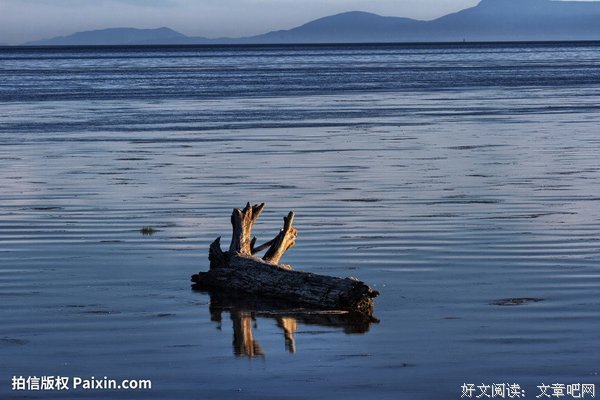 流浪的树句子大全