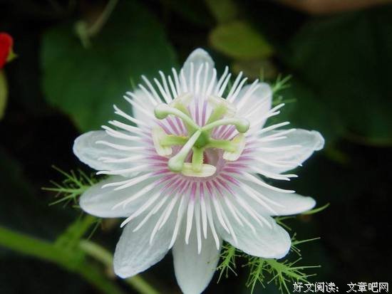 夸人只夸一厘米