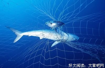 有关苟延残喘的美文美句摘抄