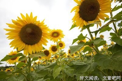 《梵高奶奶的世界》经典读后感有感