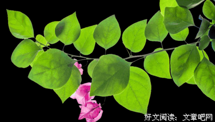 《尘埃落定》读后感精选