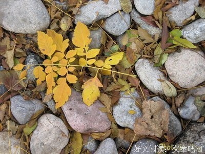 恋之风景读后感1000字
