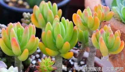 《八千代》经典影评1000字