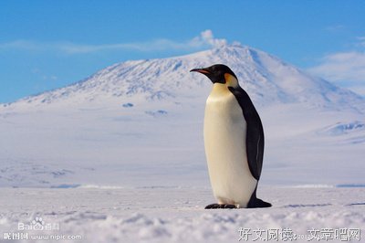 最全的《于不国天去上唯一的企鹅先生》经典的句子