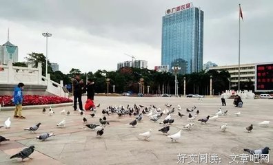 《野鸽子》经典观后感1000字