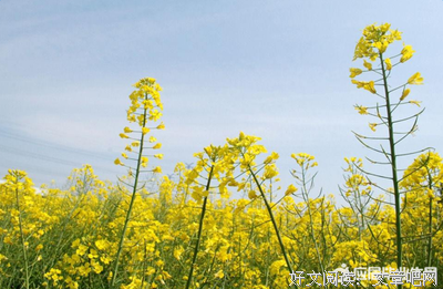 关于一闪而过的语句