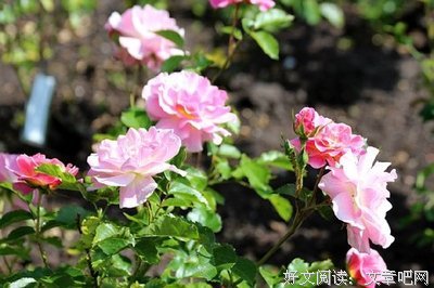 15条关于不了了之的经典语句