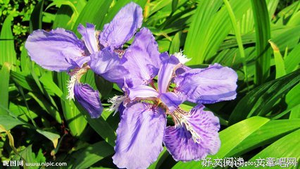 鸢尾花 || 离我最近的是风声（外一首）