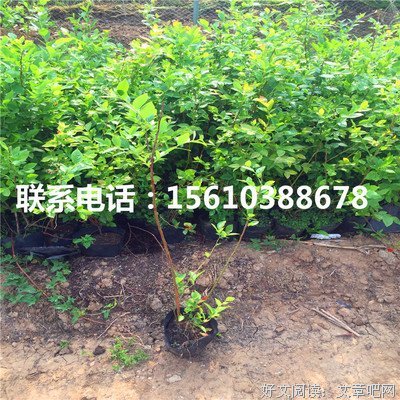 最全的瑞卡说之有Ricas的名句