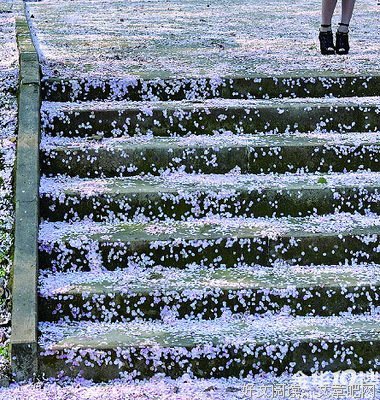樱若雪飘零。。。句子大全