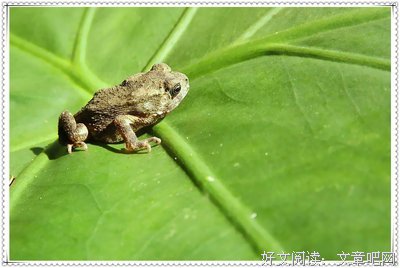异类读后感摘抄