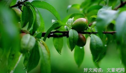 关于桃子的句子