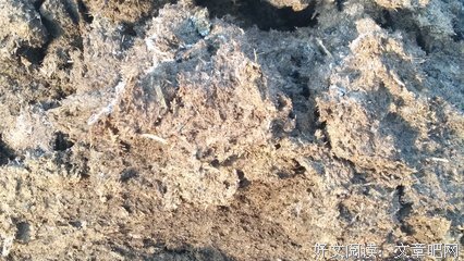 《牛粪》影评100字