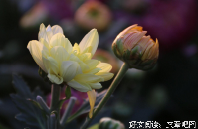 关于清寒的语句