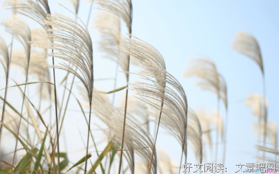 关于自讨苦吃的名句摘抄