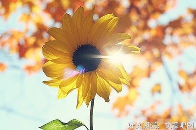描写开怀大笑的语句摘抄