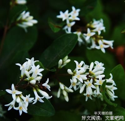 忍气吞声的名言_关于忍气吞声的名言