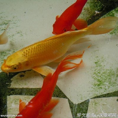 关于如鱼得水的名言