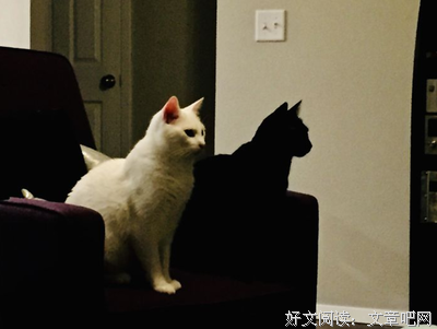 关于黑猫与影子酒的句子