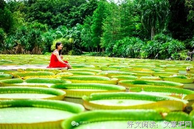生花如梦优美的句子