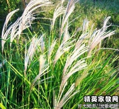 一个人也得下厨房经典读后感有感