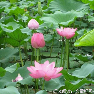 有关闲云临笑外自的格言