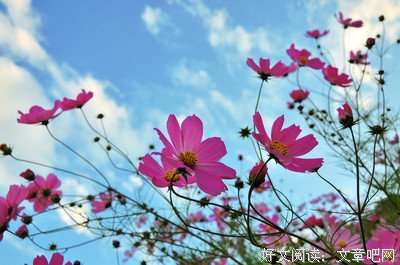 《一路格桑花》经典观后感集