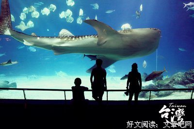 《鲸鱼星之夏》读后感锦集