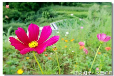 《大木家的快乐旅行 新婚地狱篇》影评100字