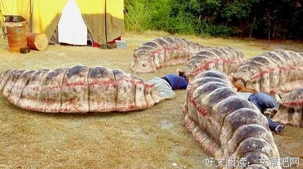 《人虫》影评摘抄