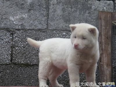 只自只自经典名句