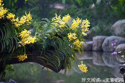 《空谷幽兰》读后感摘抄