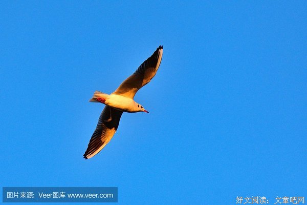 《群鸟：震惊和恐怖》经典影评有感