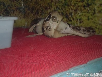 《狱中困斗》的观后感大全
