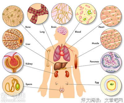 描写五脏六腑的经典句子