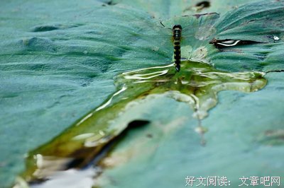 蜻蜓点水的句子
