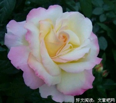 我的眼泪湿了时光优美的句子