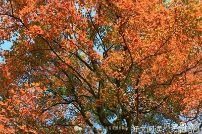 灿如夏花的优美句子
