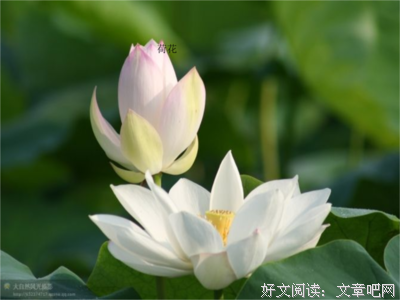 《像花瓣落在心上》的句子