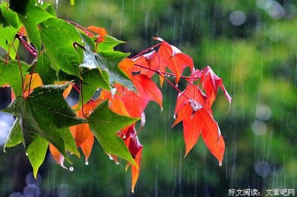 爱的雨露好词好句