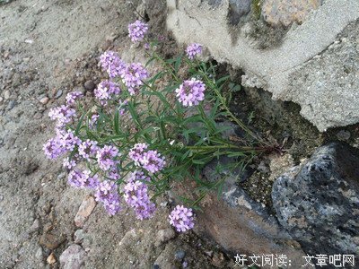 我心微漾的优美句子